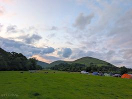 Bush of ewes