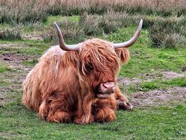 My first encounter of highland cow
