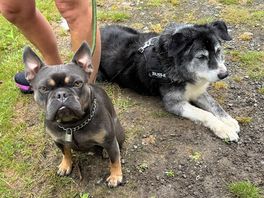 Our ‘well behaved’ dogs 🤣