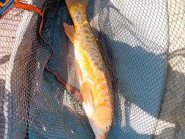 Fishing great