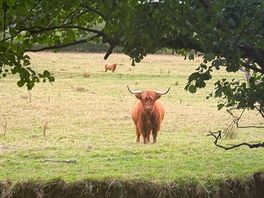 Highland cows