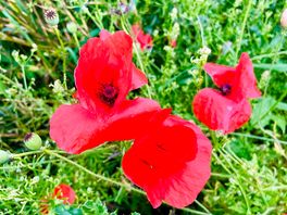 Wildflowers