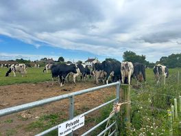 Close up of the cows next the the camp!