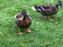 Friendly wildlife