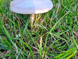 Mushrooms!