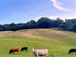 Our beautiful neighbours