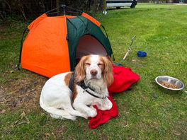 Dog loved it!