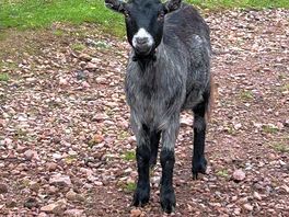 Goat