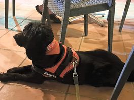 Our dog was treated as obe of the guests