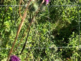 Thistles