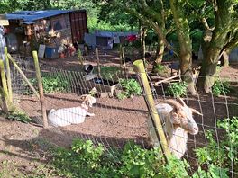 The goats are friendly and approachable. there are looots of chickens and chicks.