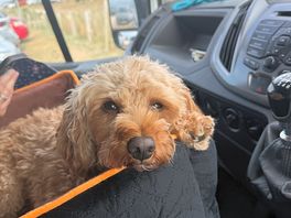 Plenty of room for this little one to exercise