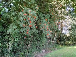 Nearby walk