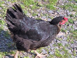 Damp chicken