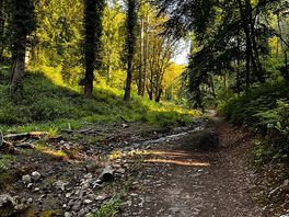 Local walk