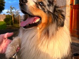 Say hi to one of the dogs