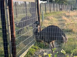 Emu’s on site to go and see