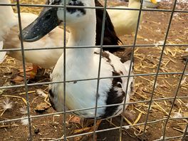 My daugher fell in love with this duck that she called oreo