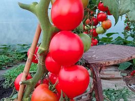 Luscious tomatoes
