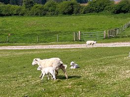 Sheep & lambs
