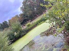 Pond