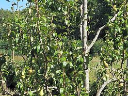 Orchard