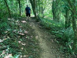 Woodland walk