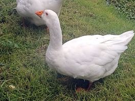 Geese