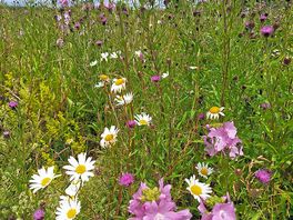 The wildflowers were amazing.