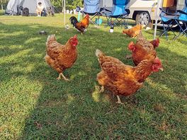 Chickens