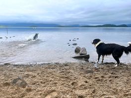 Dogs paradise