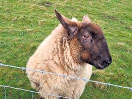 George the sheep!