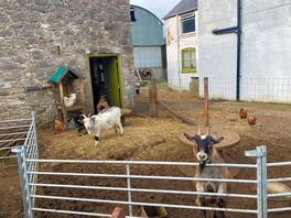 Goats and chickens