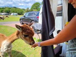 Feeding lama