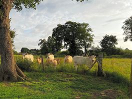 Neugierige und nette kühe in der nachbarschaft