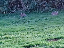 Rabbits