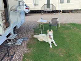 Happy dog