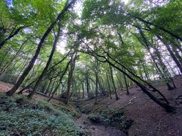 Forest woodland