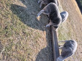 Sheep