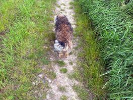 Walk