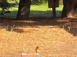 Friendly robin