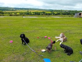 Chilled out pups.