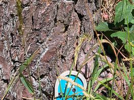 Fairy trail