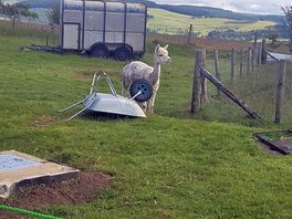 The alpacas roaming around