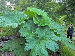 Giant rhubarb