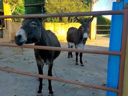 'neigh'bours!!