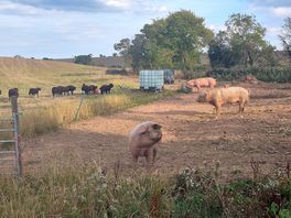 The happy pigs