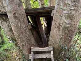 Small tree house