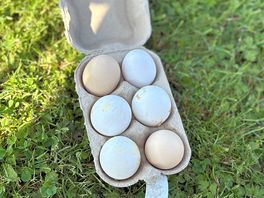 Fresh eggs