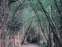 Wild arch